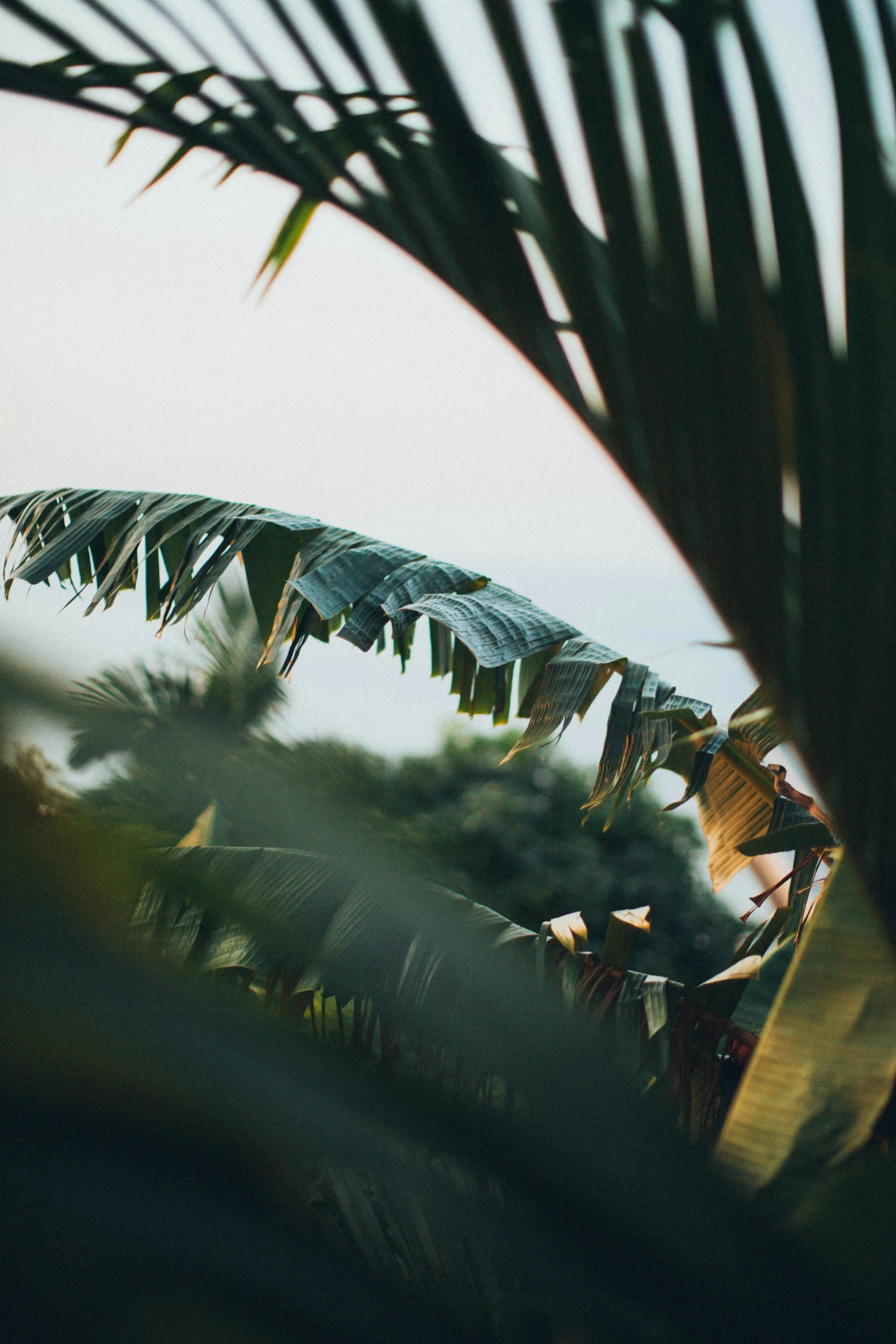 a couple of palm trees sitting next to each other, inspired by Elsa Bleda, unsplash, sumatraism, leaves in foreground, vietnam, zoomed in, viewed from a distance