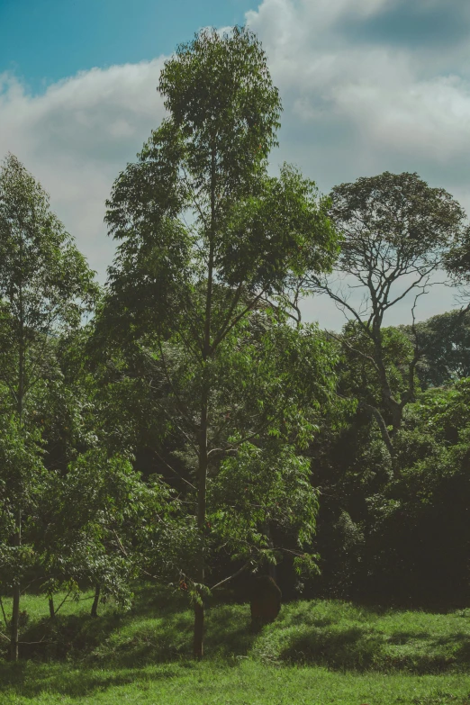 a herd of giraffe standing on top of a lush green field, an album cover, trending on unsplash, sumatraism, gigantic forest trees, panoramic shot, (((((((((an overgrown forest, australian bush