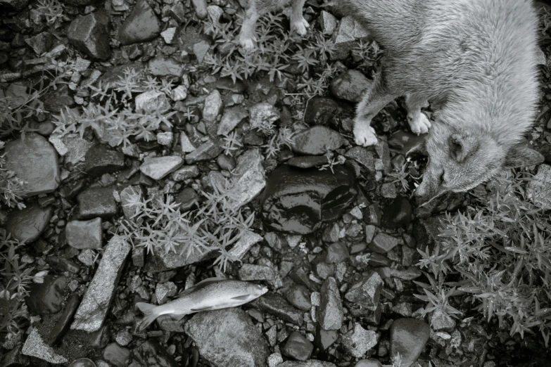 a black and white photo of a dog eating a fish, a black and white photo, inspired by Neil Welliver, unsplash, land art, top - down photograph, ignant, a cat, rocky ground