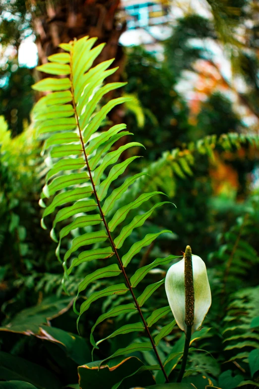 a close up of a plant with a tree in the background, lush vegetation and ferns, an orchid flower, dimly - lit