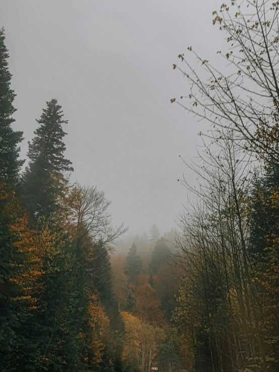 a road surrounded by trees on a foggy day, an album cover, pexels contest winner, romanticism, carpathian mountains, muted fall colors, overcast skies, 1 2 9 7