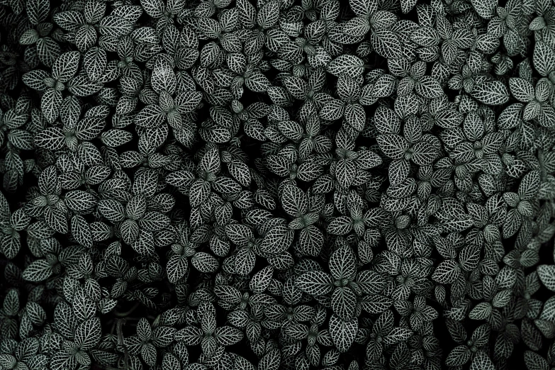 a black and white photo of a bunch of leaves, deviantart, pointillism, seamless fabric pattern 8k, glowing plants, ornate dark green clothing, highly detailed # no filter