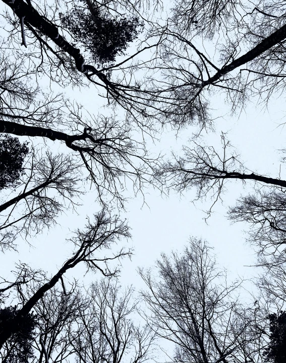 a black and white photo of a group of trees, an album cover, by Slava Raškaj, unsplash, with branches! reaching the sky, sky view, ((trees)), blue trees