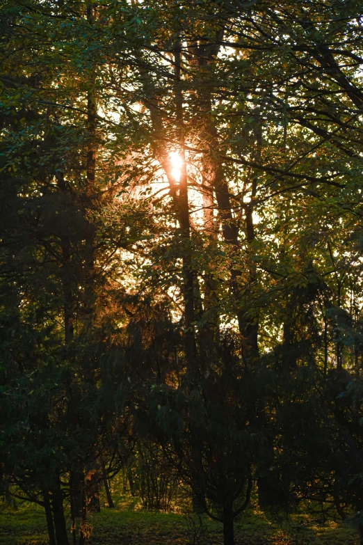the sun is shining through the trees in the park, unsplash, romanticism, paul barson, late summer evening, taken in the mid 2000s, ((forest))