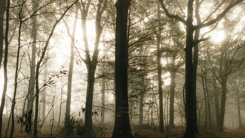 the sun is shining through the trees in the woods, an album cover, inspired by Elsa Bleda, tonalism, light grey mist, forest plains of yorkshire, ((forest)), landscape photograph