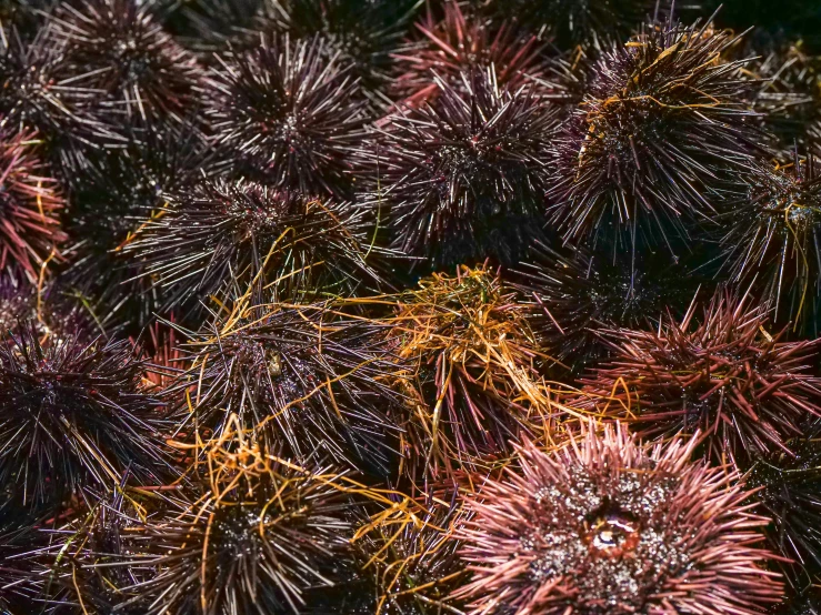 a close up of a bunch of sea urchins, by Julia Pishtar, precisionism, messy spiked red hair, high quality product image”, brown, many interstellar plants