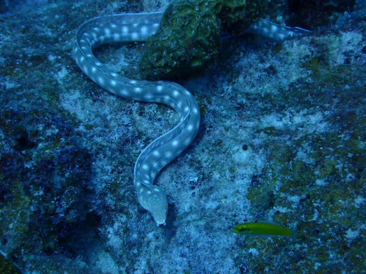 a close up of a snake on a rock, delicate coral sea bottom, blue scales with white spots, long elegant tail, ethereal eel