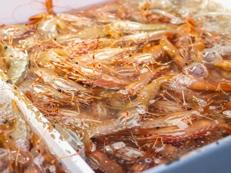 a box filled with lots of shrimp sitting on top of a table, by Daniel Lieske, pixabay, process art, feathers ) wet, chitin, closeup at the food, 🦩🪐🐞👩🏻🦳