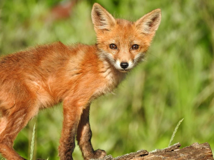 a young fox standing on top of a log, by Sven Erixson, pexels contest winner, renaissance, cub, local conspirologist, by greg rutkowski, portrait of small