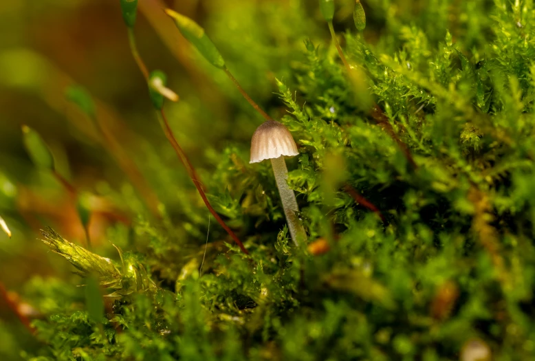 a mushroom sitting on top of a moss covered forest, a macro photograph, by Andries Stock, pexels, little light, paul barson, tiny faeries, digital artwork