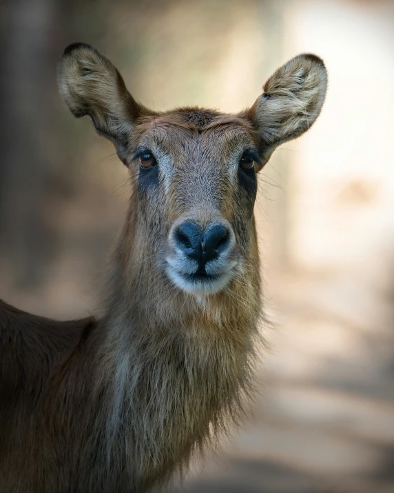 a close up of a deer with a blurry background, blank stare”, trending photo, slightly tanned, an afghan male type