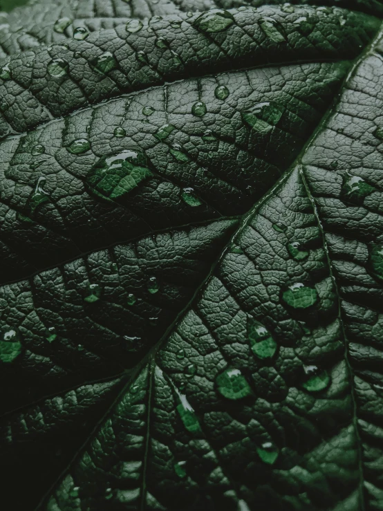 a green leaf with water droplets on it, inspired by Elsa Bleda, trending on unsplash, renaissance, synthetic bio skin, multiple stories, weeping tears of black oil, high quality screenshot