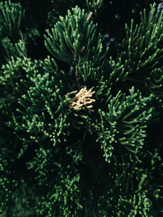 a close up of a pine tree with green needles, inspired by Elsa Bleda, unsplash, vsco film grain, rose of jericho, 🌲🌌, ultra realistic 8k octa photo