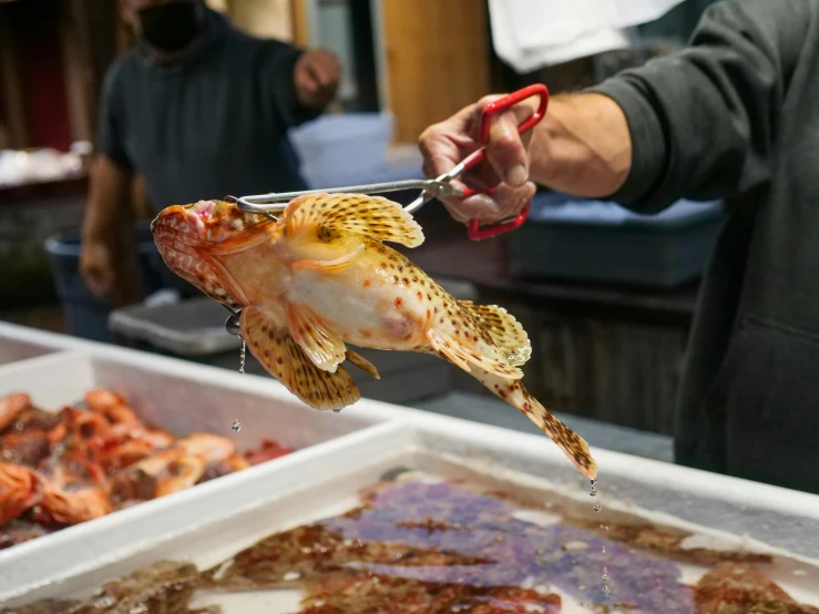 a person cutting a fish with a pair of scissors, a photo, by Meredith Dillman, trending on pexels, lion fish, wet market street, san francisco, 🦩🪐🐞👩🏻🦳