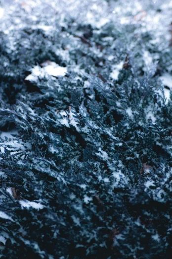 a red fire hydrant sitting on top of a snow covered ground, an album cover, inspired by Arthur Burdett Frost, unsplash, lyrical abstraction, dark blue and green tones, detail texture, many thick dark knotted branches, crystalized scales