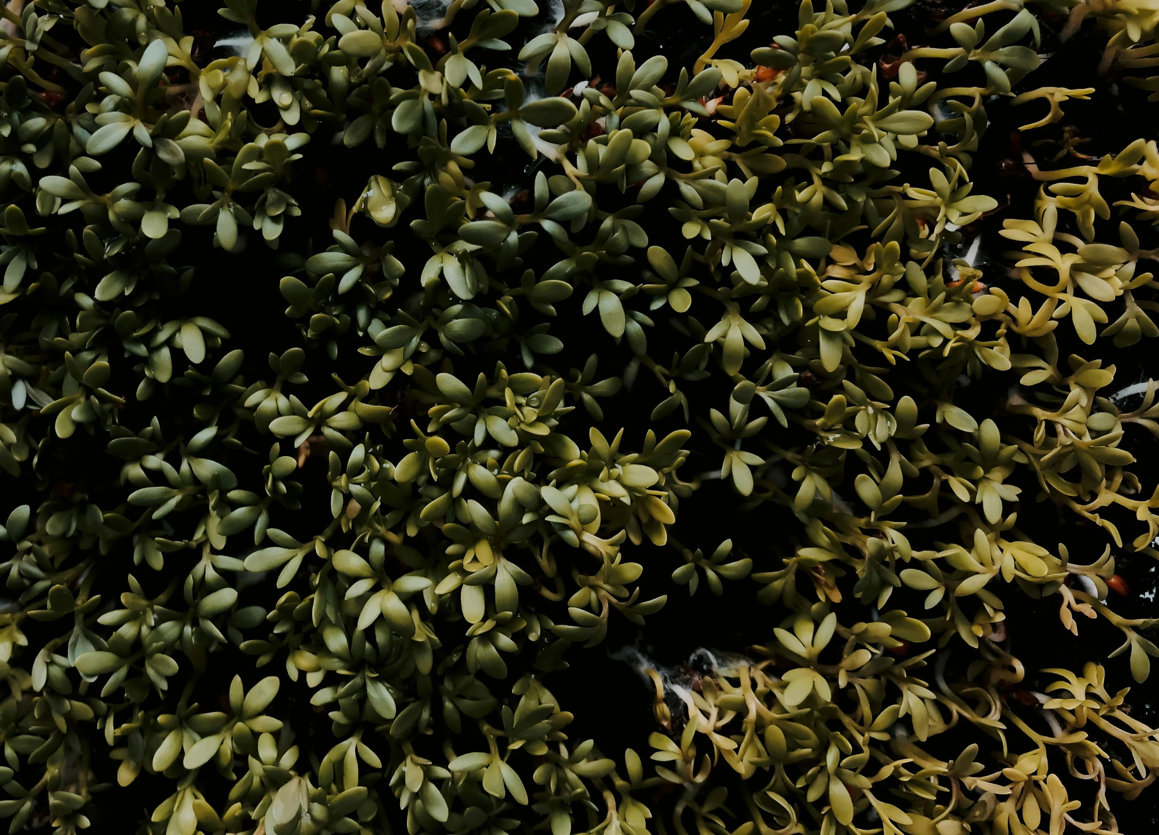 a close up of a plant with lots of green leaves, by Johannes van Haensbergen, hurufiyya, top - down photo, fairy circles, green gold, green wall