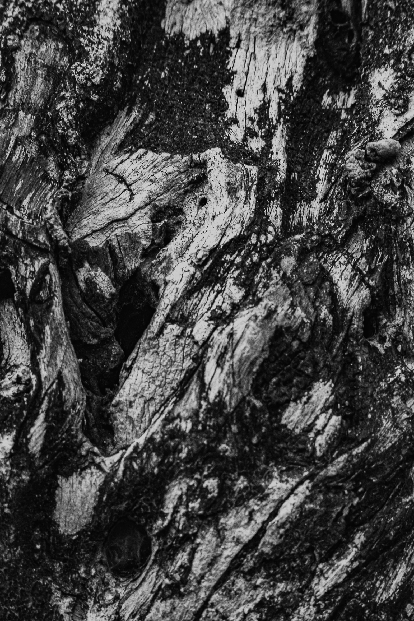 a black and white photo of a tree trunk, by Raoul Ubac, unsplash, lyrical abstraction, rock texture, ((trees))