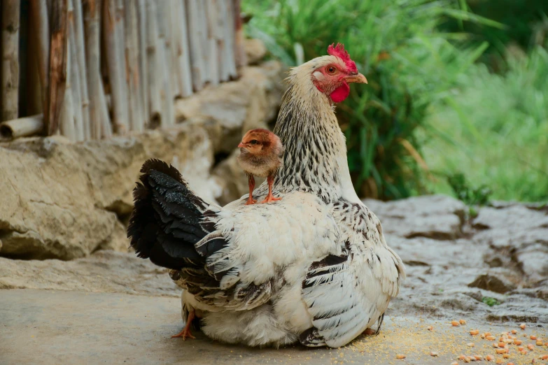 a couple of chickens standing next to each other, shutterstock contest winner, maternal, chilean, sri lanka, 🦩🪐🐞👩🏻🦳