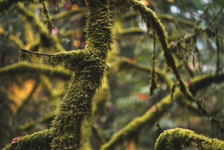 a close up of a moss covered tree branch, unsplash, fan favorite, 2000s photo, andes mountain forest, instagram photo