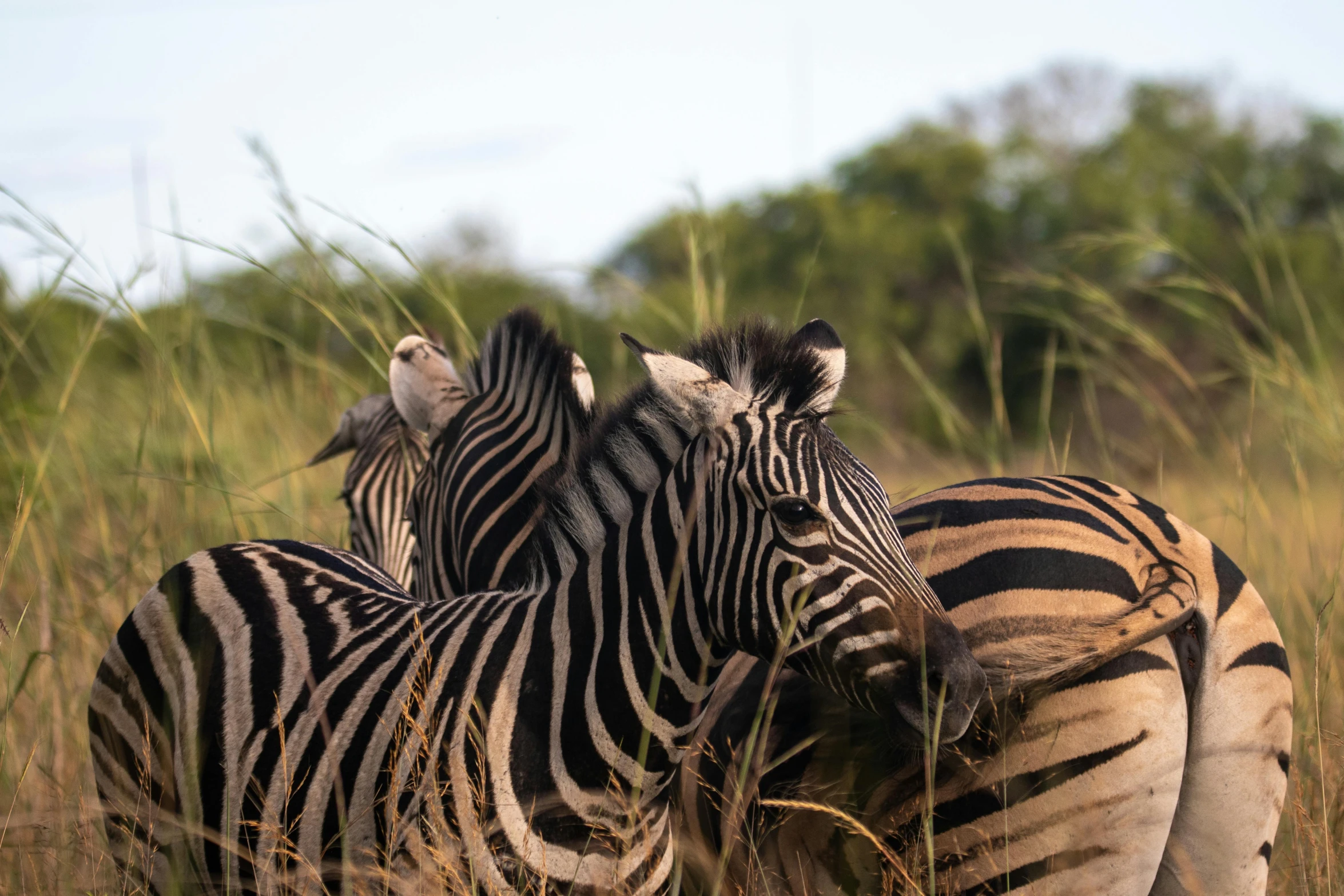 two zebras standing next to each other in tall grass, unsplash contest winner, group of seven, striped, loin cloth, conde nast traveler photo