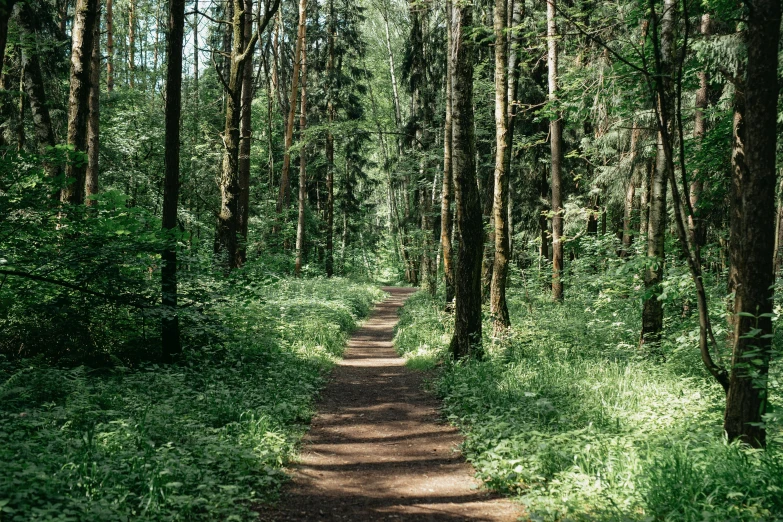 a dirt path in the middle of a forest, by Grytė Pintukaitė, unsplash, fan favorite, midsummer, 2000s photo, historical photo