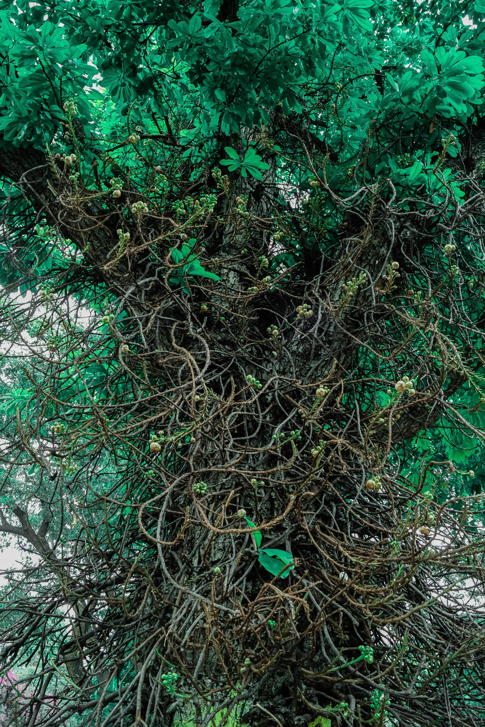 a red fire hydrant sitting next to a lush green tree, an album cover, inspired by Patrick Dougherty, unsplash, fantastic realism, intricate hyperdetail macrophoto, many thick dark knotted branches, alessio albi, 4 k detail