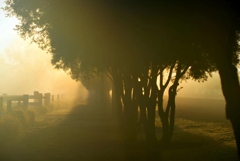 the sun shines through the trees on a foggy day, by Eglon van der Neer, pexels contest winner, australian tonalism, yellow mist, ((mist)), foggy dark graveyard, soft golden light