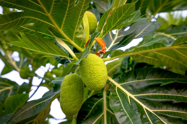 a close up of a fruit on a tree, puṣkaracūḍa, exterior shot, green, magnolia goliath head ornaments