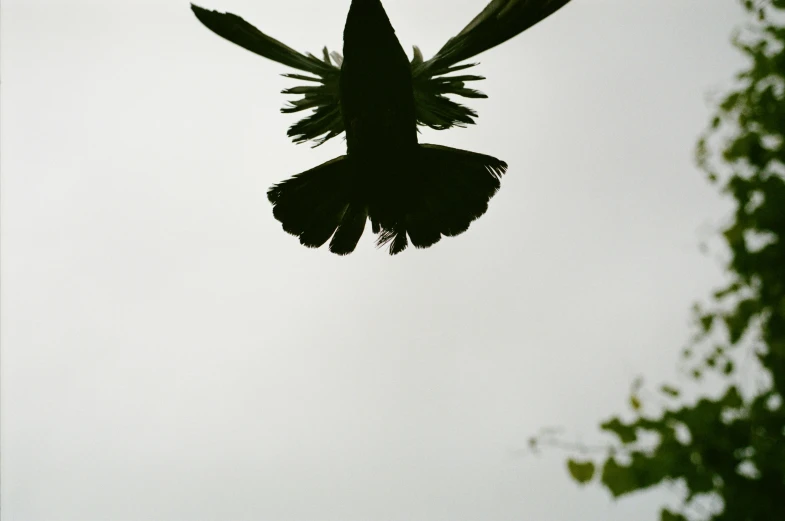 a bird that is flying through the air, an album cover, by Attila Meszlenyi, unsplash, hurufiyya, black silhouette, photo taken on fujifilm superia, 1 6 9 5, shot on hasselblad