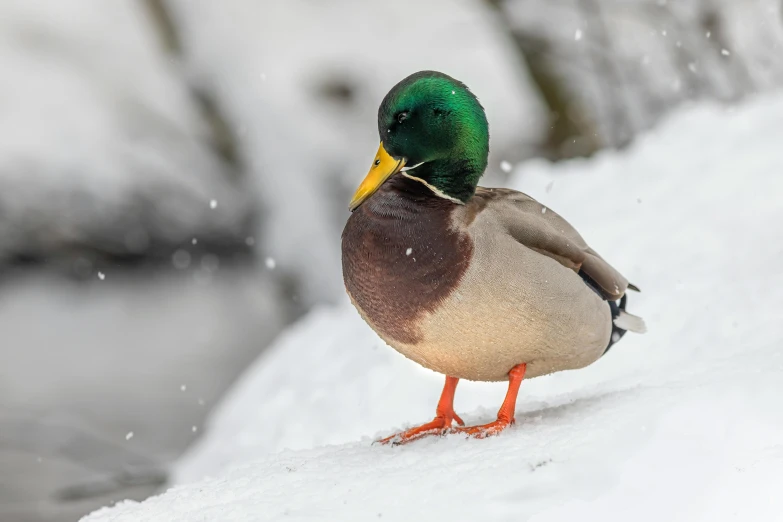 a duck that is standing in the snow, by Jacob Duck, trending on pexels, green head, deerstalker, multicoloured, minn