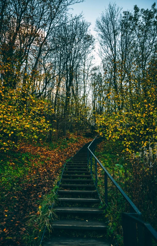 a set of stairs in the middle of a forest, by Sebastian Spreng, pexels, late autumn, panoramic shot, ready to model, high quality photo