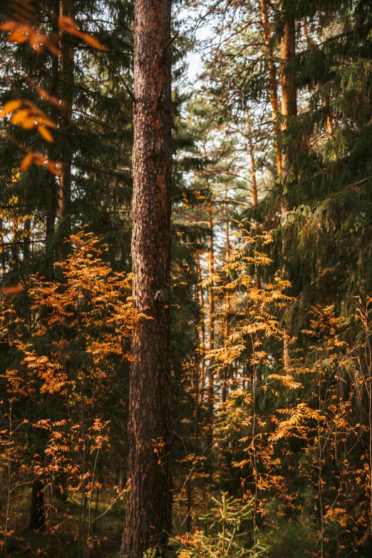 a forest filled with lots of tall trees, unsplash contest winner, shades of gold display naturally, brown, ((trees)), 4 k