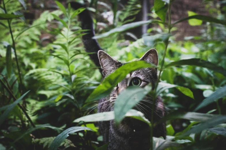 a cat that is standing in the grass, by Emma Andijewska, unsplash, plants and jungle, spying discretly, covered in plants, looking from slightly below