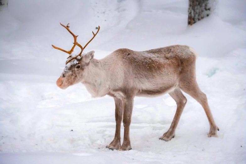 a reindeer that is standing in the snow, pexels contest winner, hurufiyya, 6 pack, frontal shot, holiday, museum quality photo
