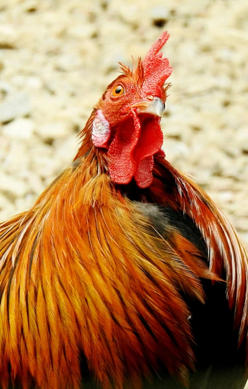 a close up of a rooster with a red comb, by Jan Tengnagel, pexels, orange fluffy belly, multiple stories, slide show, a tall