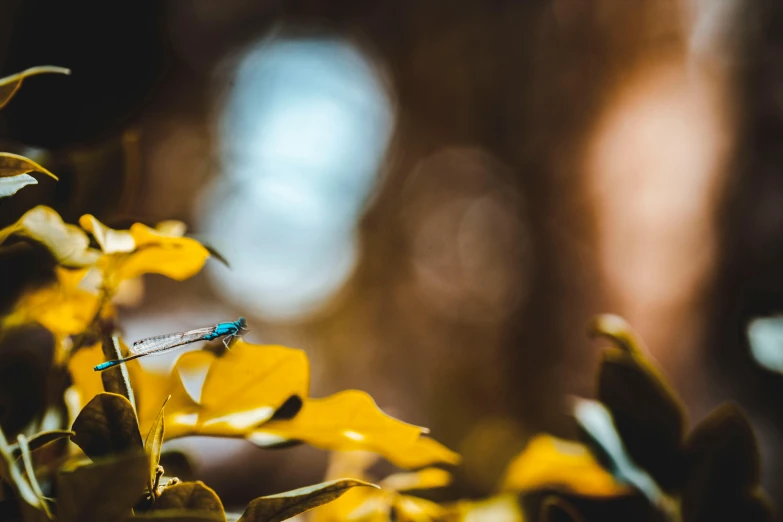 a dragonfly sitting on top of a yellow flower, by Adam Marczyński, pexels contest winner, extreme bokeh foliage, avatar image, multiple stories, cinematic blue and gold