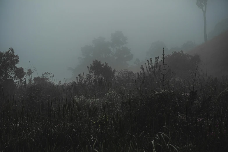 a black and white photo of a foggy field, inspired by Elsa Bleda, pexels contest winner, eerie color, dense thickets on each side, overgrown environment, a mysterious