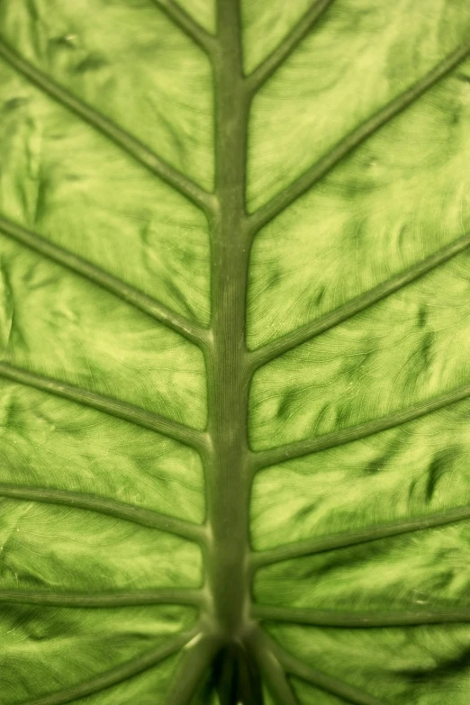 a close up of a leaf of a plant, inspired by Art Green, glazed ceramic, pbr material, lightgreen, olbivion