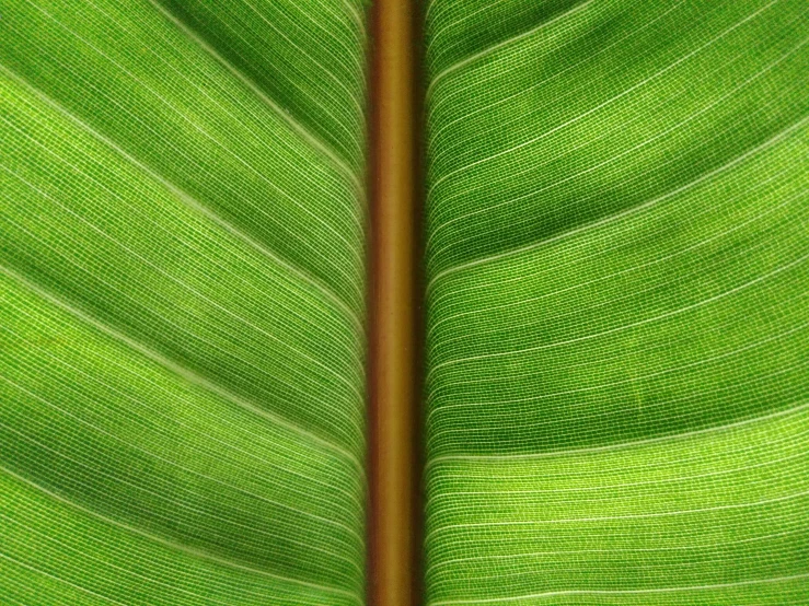 a close up of a large green leaf, by Jan Rustem, trending on pexels, renaissance, hdr fabric textures, banana trees, lined in cotton, photorealistic texture