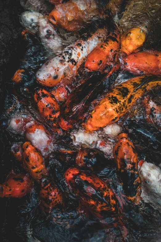 a group of koi fish swimming in a pond, by Adam Marczyński, unsplash contest winner, process art, pile of bodies, boiling, orange and black, high angle close up shot