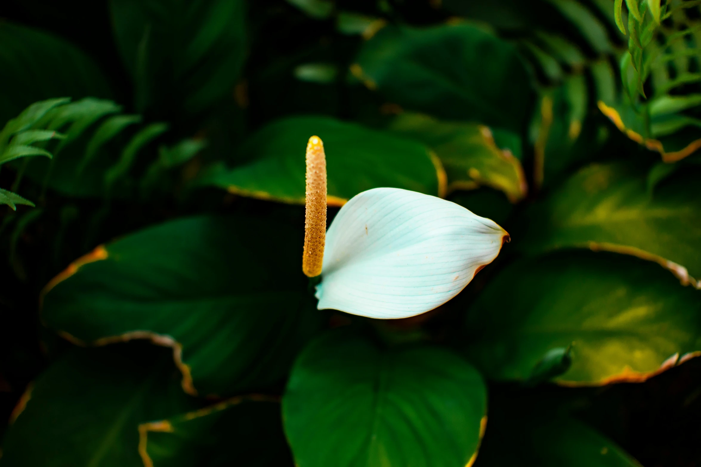 a white flower with green leaves in the background, unsplash, hurufiyya, big leaf bra, multiple stories, gold and green, curving