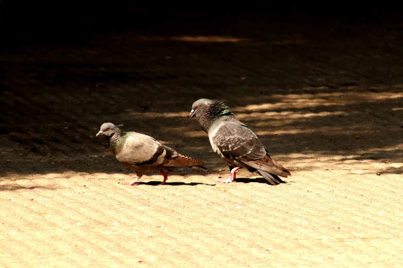 a couple of birds that are standing in the dirt, a picture, pexels, sun dappled, fan favorite, shady dull weather, pigeon