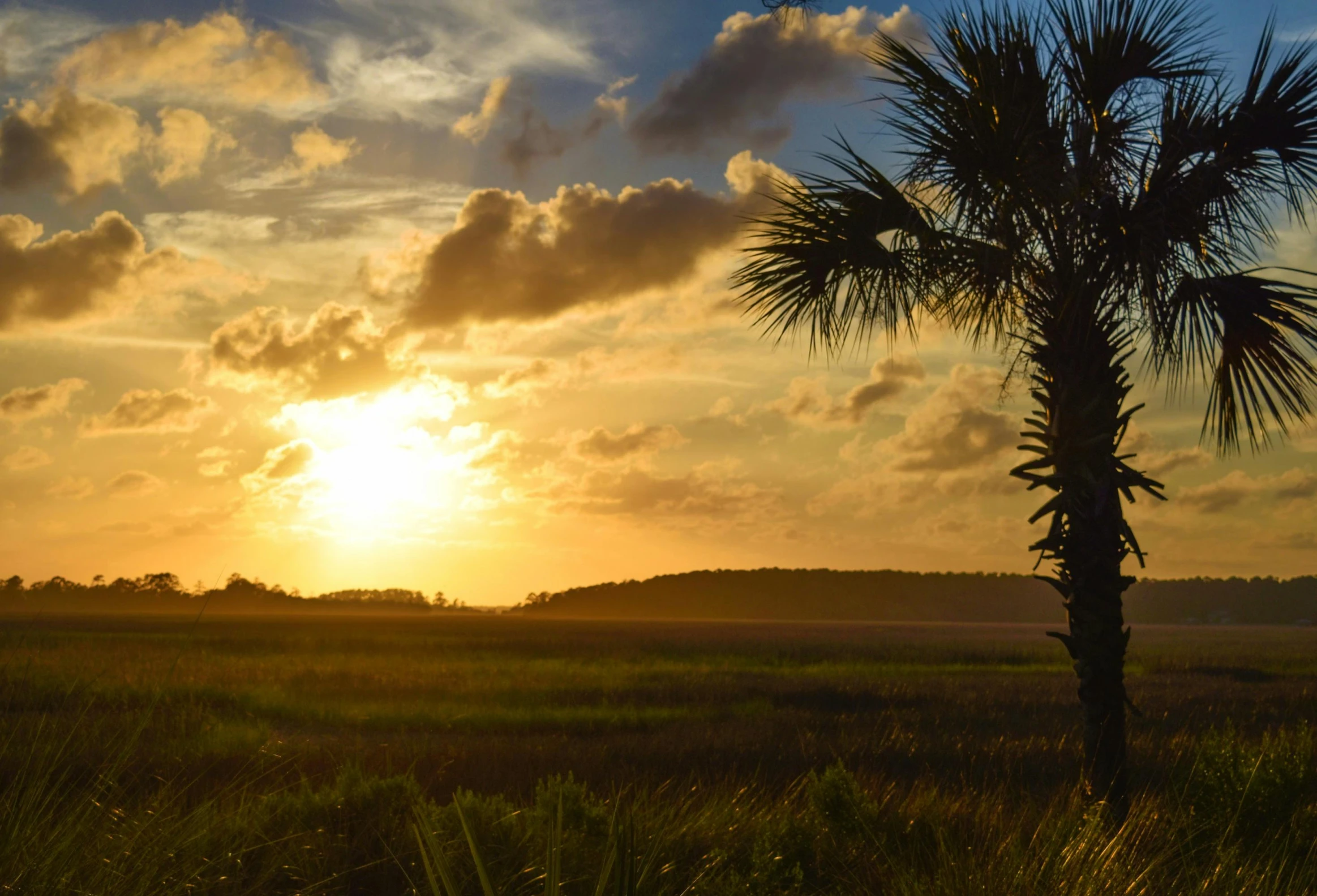 a palm tree sitting on top of a lush green field, by Carey Morris, pexels contest winner, sunset panorama, in savannah, marsh, coastal