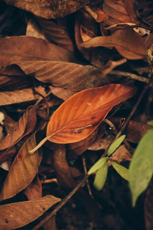 a small bird sitting on top of a leaf covered ground, a screenshot, inspired by Elsa Bleda, trending on unsplash, magnolia big leaves and stems, dark orange, ignant, withering autumnal forest