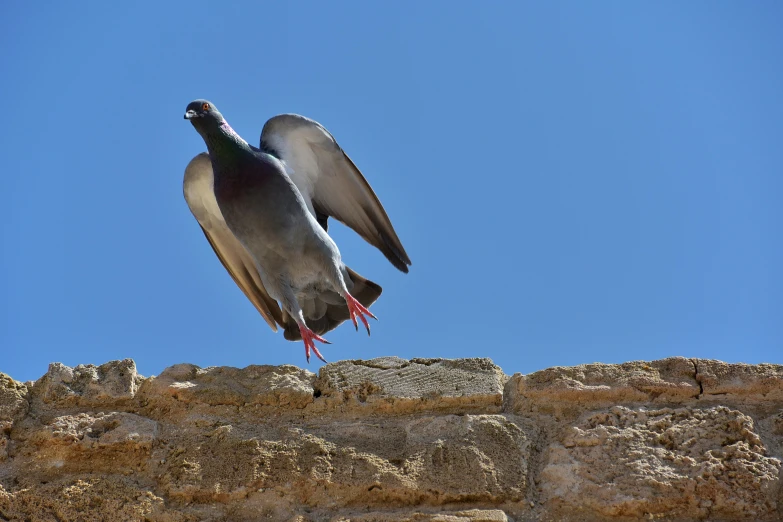 a pigeon sitting on top of a stone wall, by Jan Rustem, pexels contest winner, arabesque, wingspan, blue, slide show, view from bottom