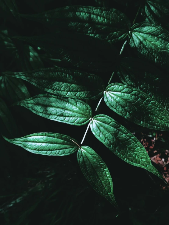 a close up of a plant with green leaves, an album cover, inspired by Elsa Bleda, unsplash, hurufiyya, poison ivy, 💣 💥💣 💥, trending on vsco, luminous veins