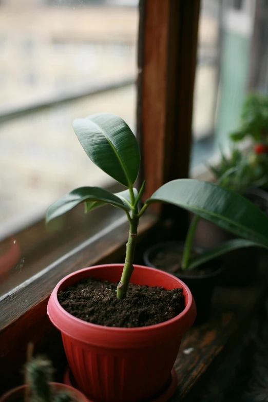 a close up of a potted plant on a window sill, moai seedling, magnolia, shot with sony alpha 1 camera, banana