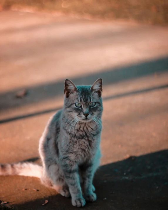 a cat sitting on the side of a road, perfectly lit face, lgbtq, trending photo, desaturated