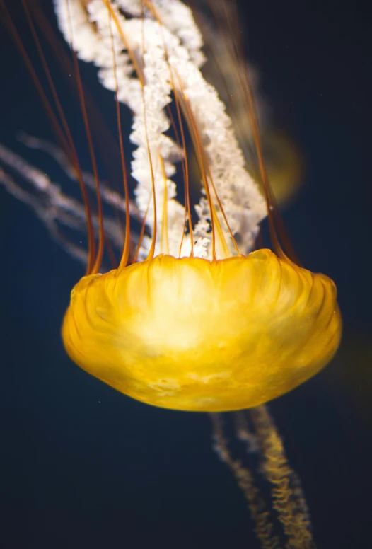 a yellow jellyfish floating in the water, a microscopic photo, by Matt Cavotta, unsplash, arabesque, biodome, 2022 photograph, strings, nasa photo