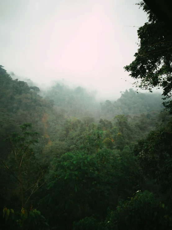 a forest filled with lots of green trees, inspired by Elsa Bleda, sumatraism, observed from afar in the fog, top of a canyon, grey skies, low quality photo